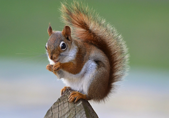 are red squirrels endangered in ohio