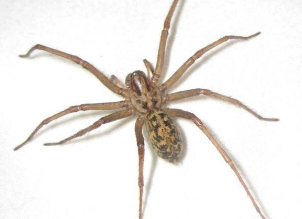 hobo spider kansas hobo spider kansas