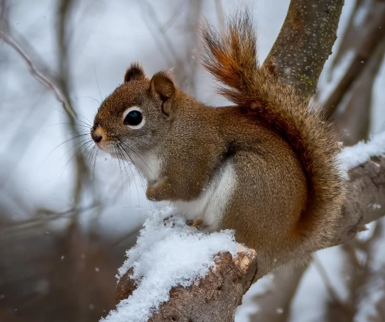 ohio red squirrel habitat