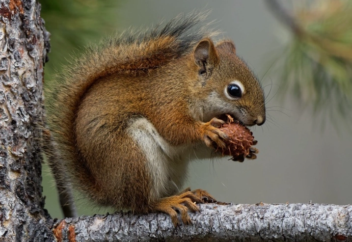 Ohio red squirrel Ohio red squirrel