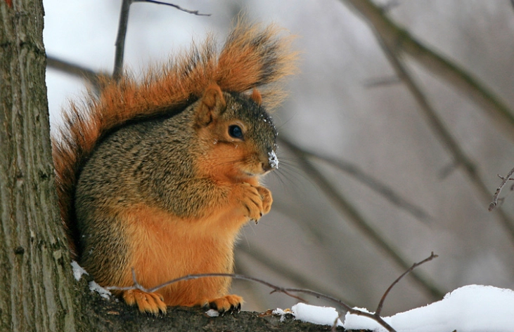 red squirrel Ohio red squirrel Ohio