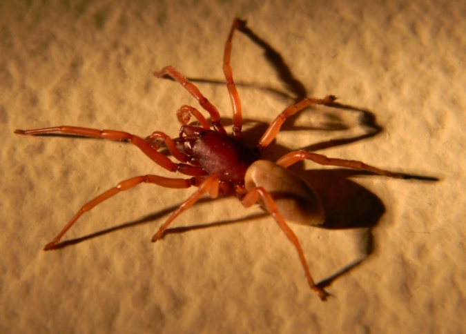 poisonous red spiders