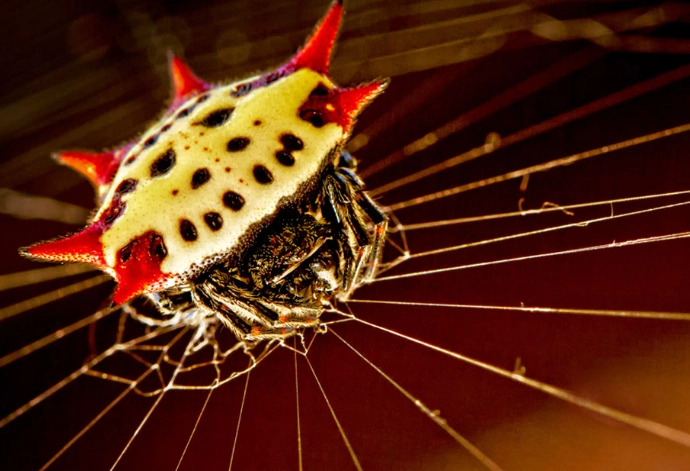 new mexico garden spider