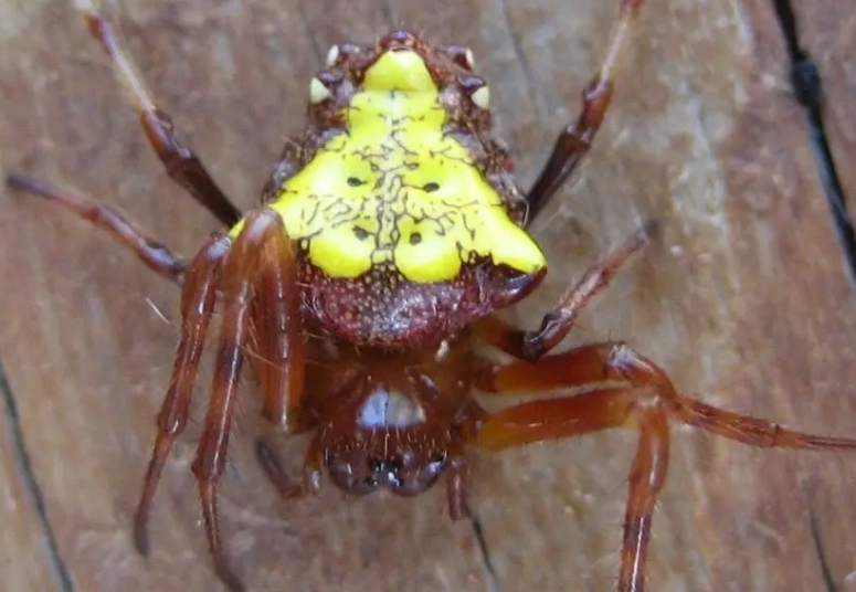 orb weaver spider new mexico