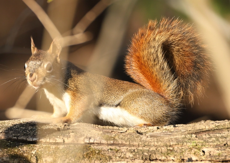 red squirrel Ohio red squirrel Ohio