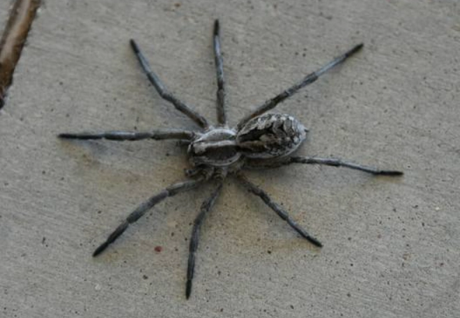 Kansas spider identification