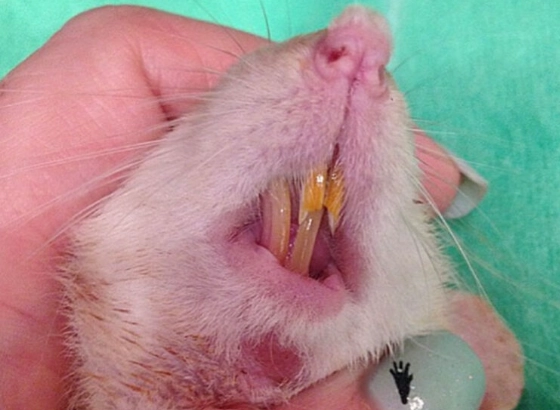 mouse and rat teeth identification