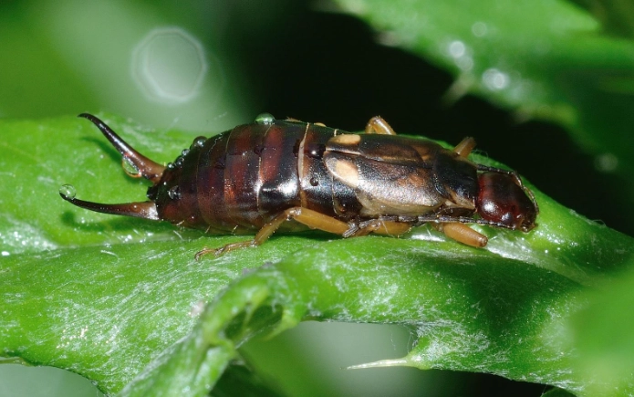 earwig bug control