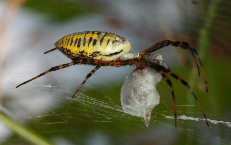 american orb weaver identification