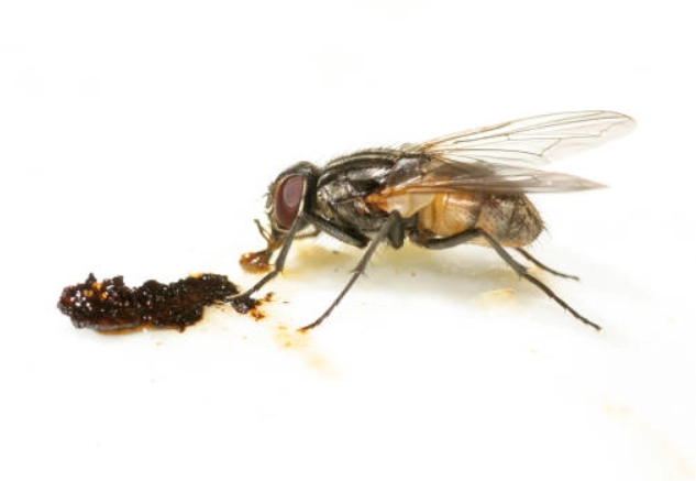 how to get rid of waste flies