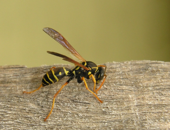 yellow paper wasp yellow paper wasp