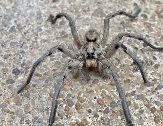 are Kansas spiders poisonous