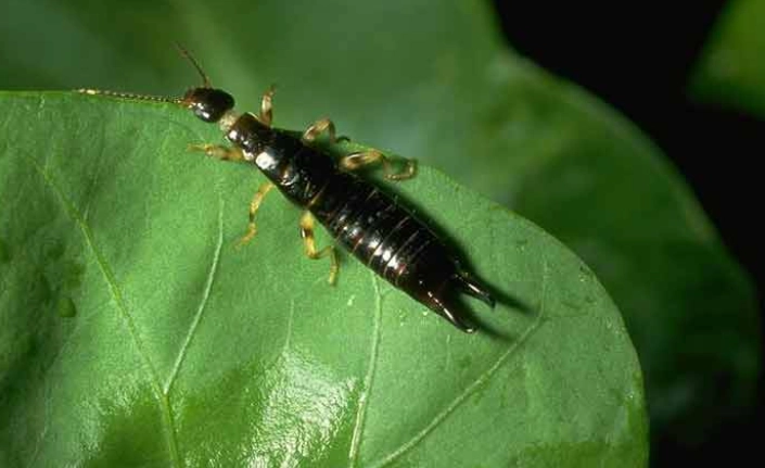 earwig bug control