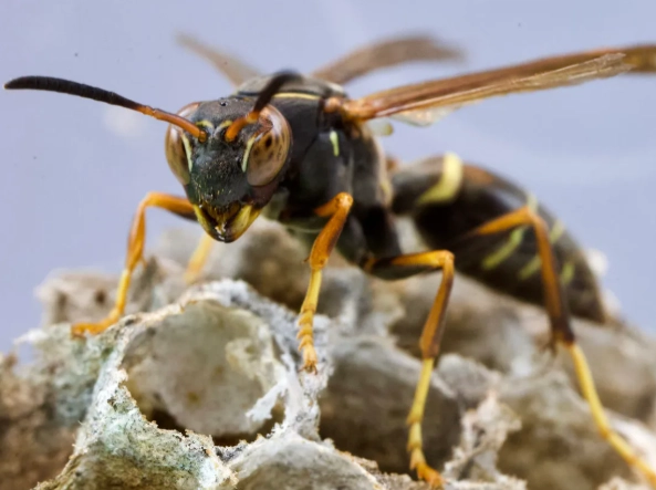 paper wasp nest removal paper wasp nest removal
