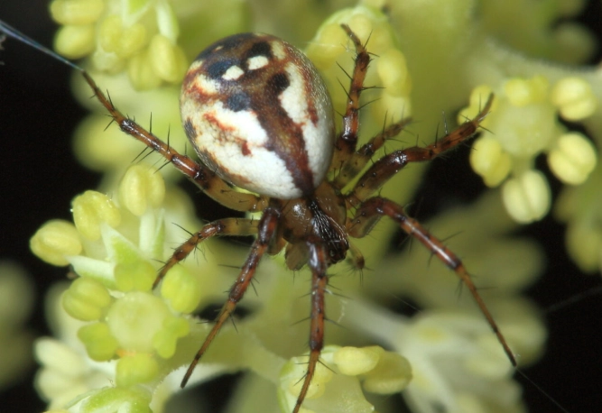 garden orb weaver spider