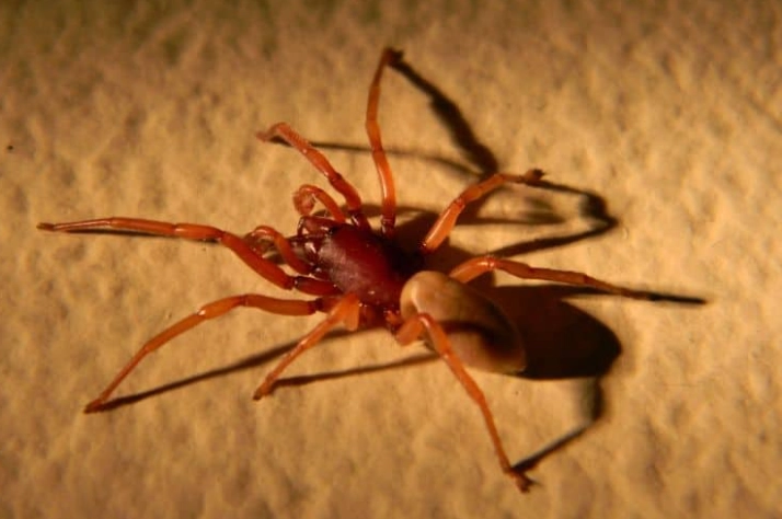 red clear spider care