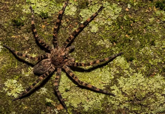 Kansas spider identification