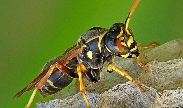 yellow paper wasp yellow paper wasp