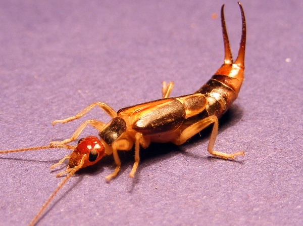 how to get rid of earwigs