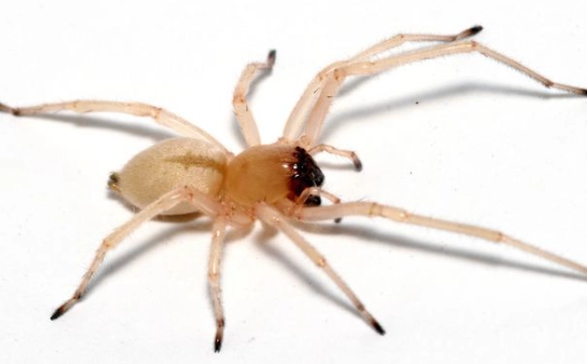 red clear spider pet