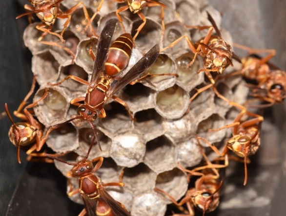 paper wasp vs yellow jacket paper wasp vs yellow jacket