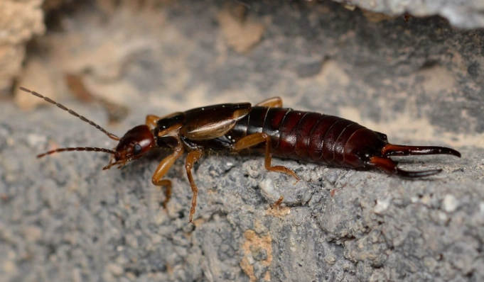 earwig infestation signs