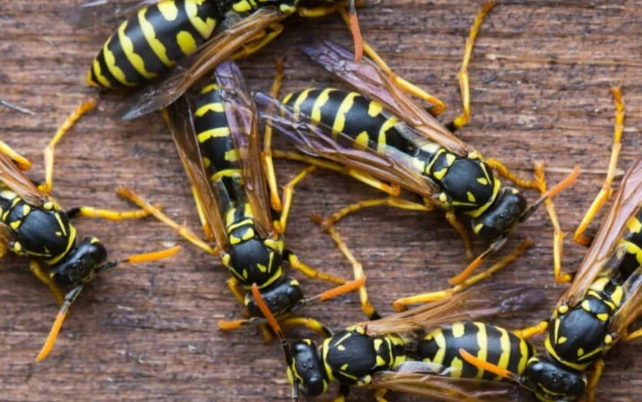 how to get rid of wasps