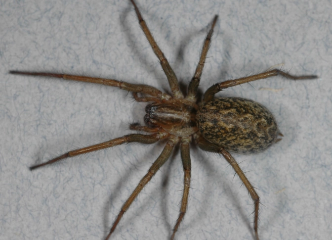hobo spider bite new mexico hobo spider bite new mexico