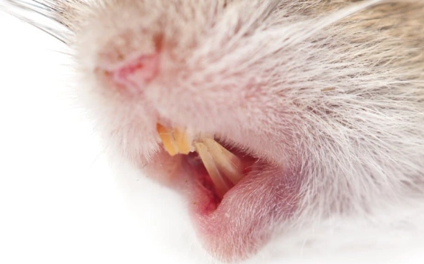 difference between mouse and rat teeth