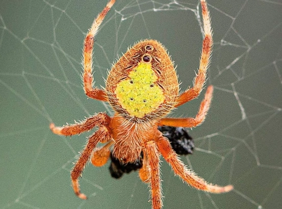 american orb weaver identification
