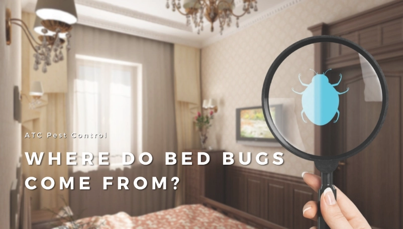 bed bug sources