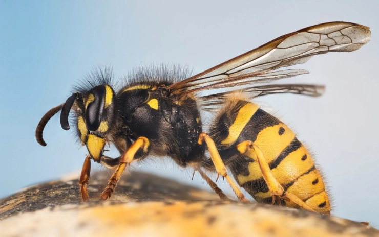 how to get rid of wasps
