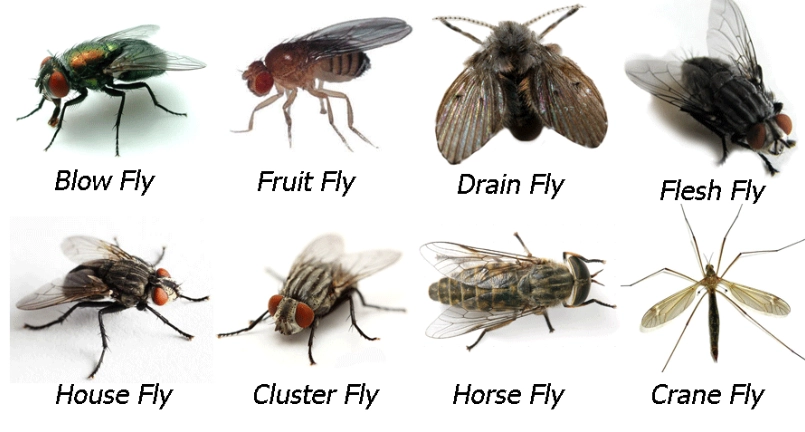 types of flies types of flies