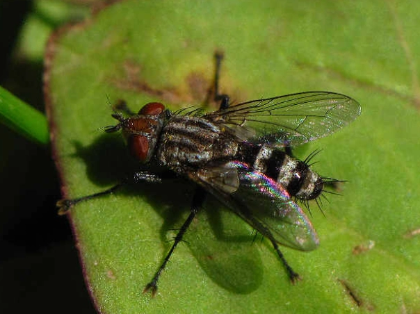 how to get rid of flies how to get rid of flies