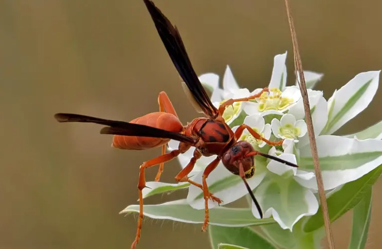 paper wasp identification