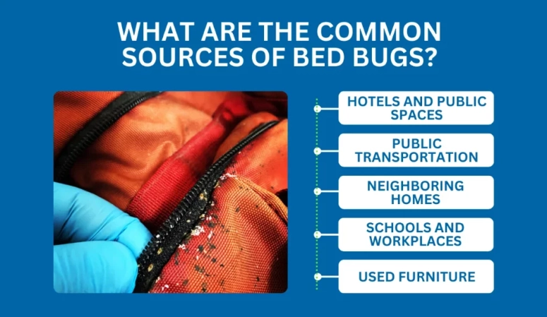 how to prevent bed bugs