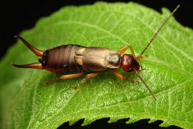 earwig bug control