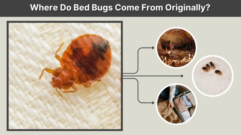 how to prevent bed bugs