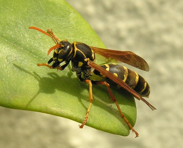 paper wasp species
