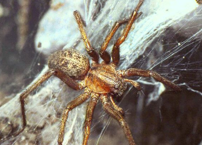 hobo spider identification hobo spider identification