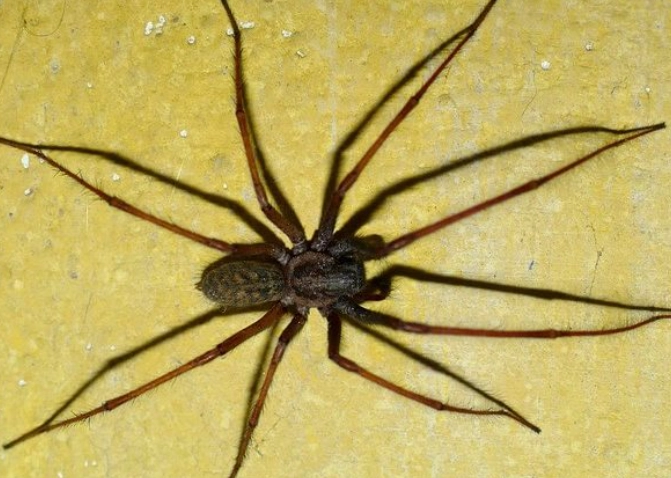 hobo spider bite new mexico hobo spider bite new mexico