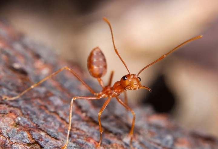 fire ant sting treatment