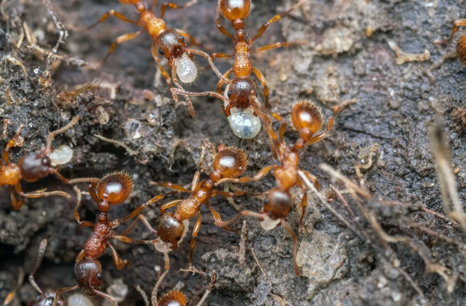 fire ant control