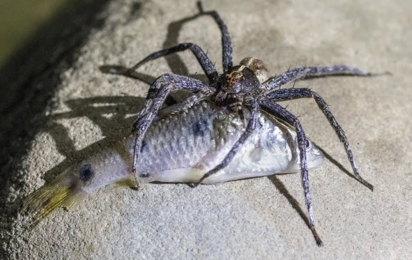 Fishing Spiders Diet: What They Really Eat