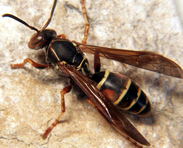 types of paper wasps