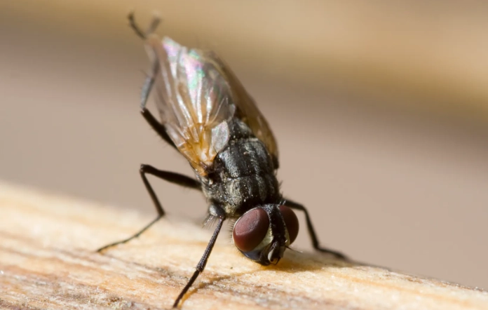 how to get rid of flies how to get rid of flies