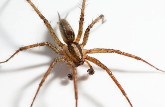 hobo spider identification hobo spider identification