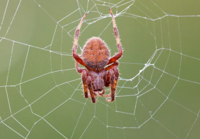 are orb weaver spiders poisonous