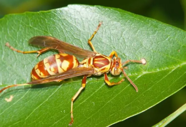 types of paper wasps