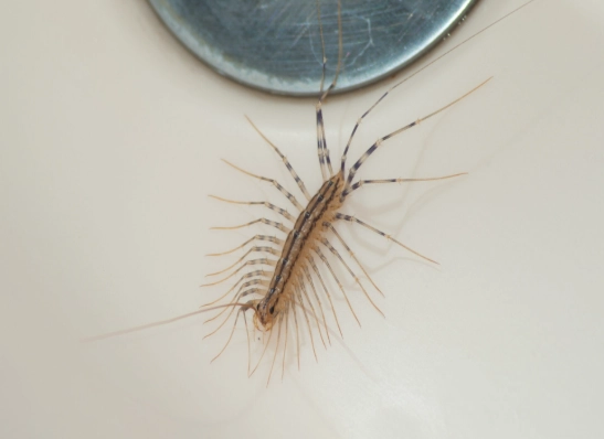 where are house centipedes found in the us